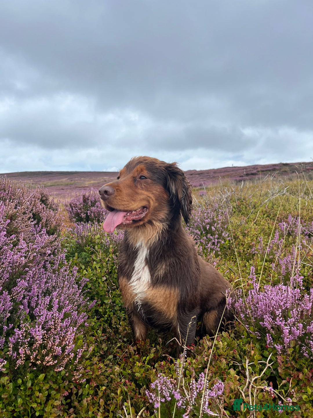 Cocker Spaniel dogs for stud: Cocker Spaniel stud  - Advert 2
