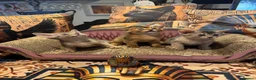 Abyssinian cats for sale: Three Abyssinian sisters looking for a new home - Advert 13
