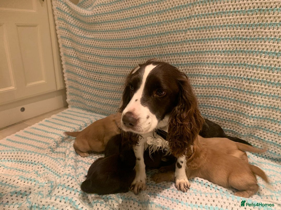 Cocker Spaniel dogs for sale: Cocker spaniel puppies  - Advert 10