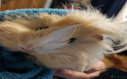 Guinea Pig rodents for sale: 2 Female Guinea Pigs  - Advert 2