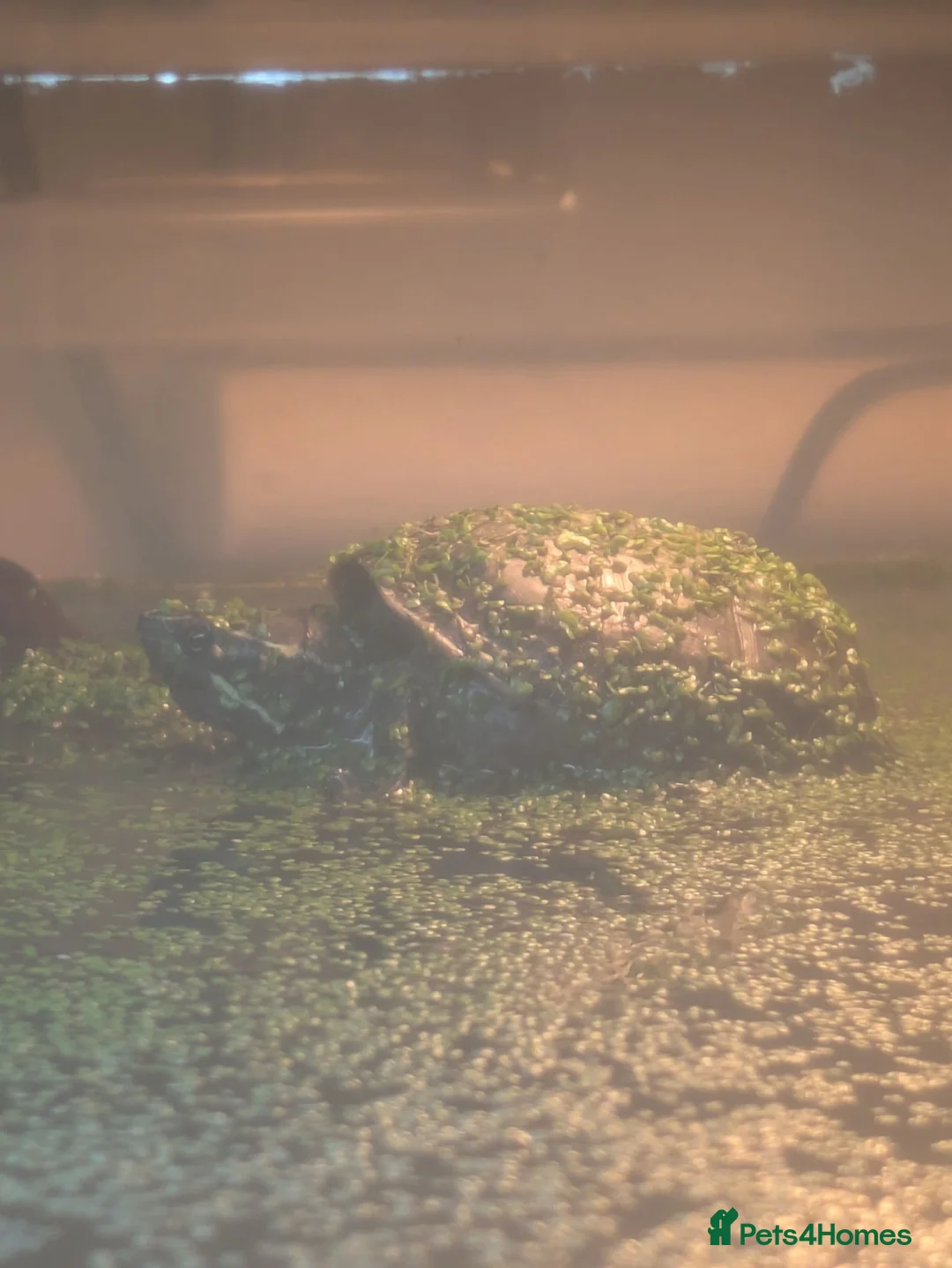 Turtle reptiles for sale: Turner needs a home! - Advert 5