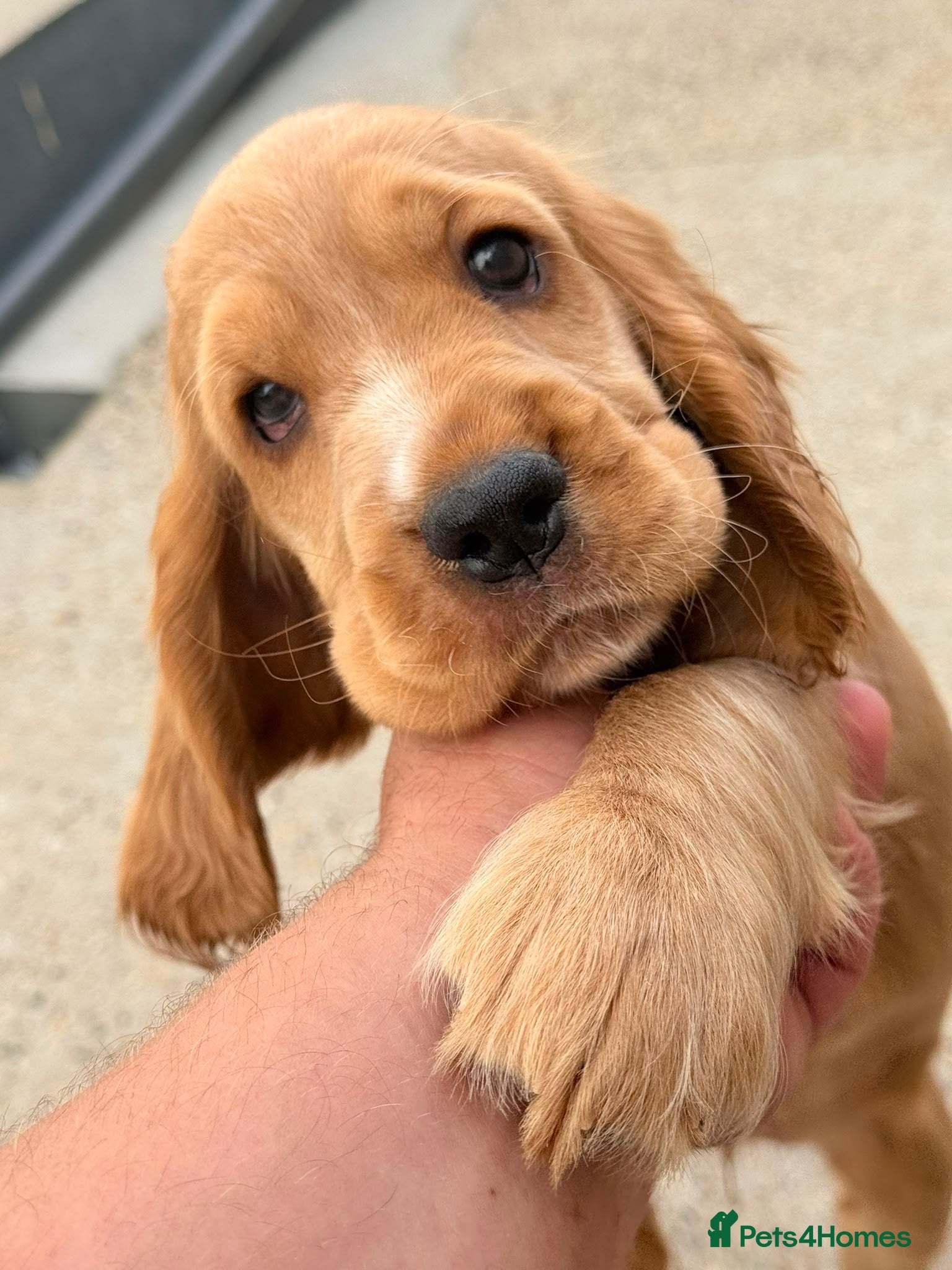 Cocker Spaniel dogs 🌟🌟🌟Beautiful English Gold Show Cocker Spaniel  - Advert 1