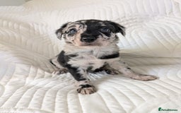 Border Collie dogs for sale: Merle border collie puppy  - Image 2