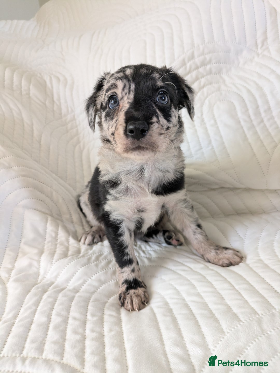 Border Collie dogs for sale: Merle border collie puppy  - Image 2