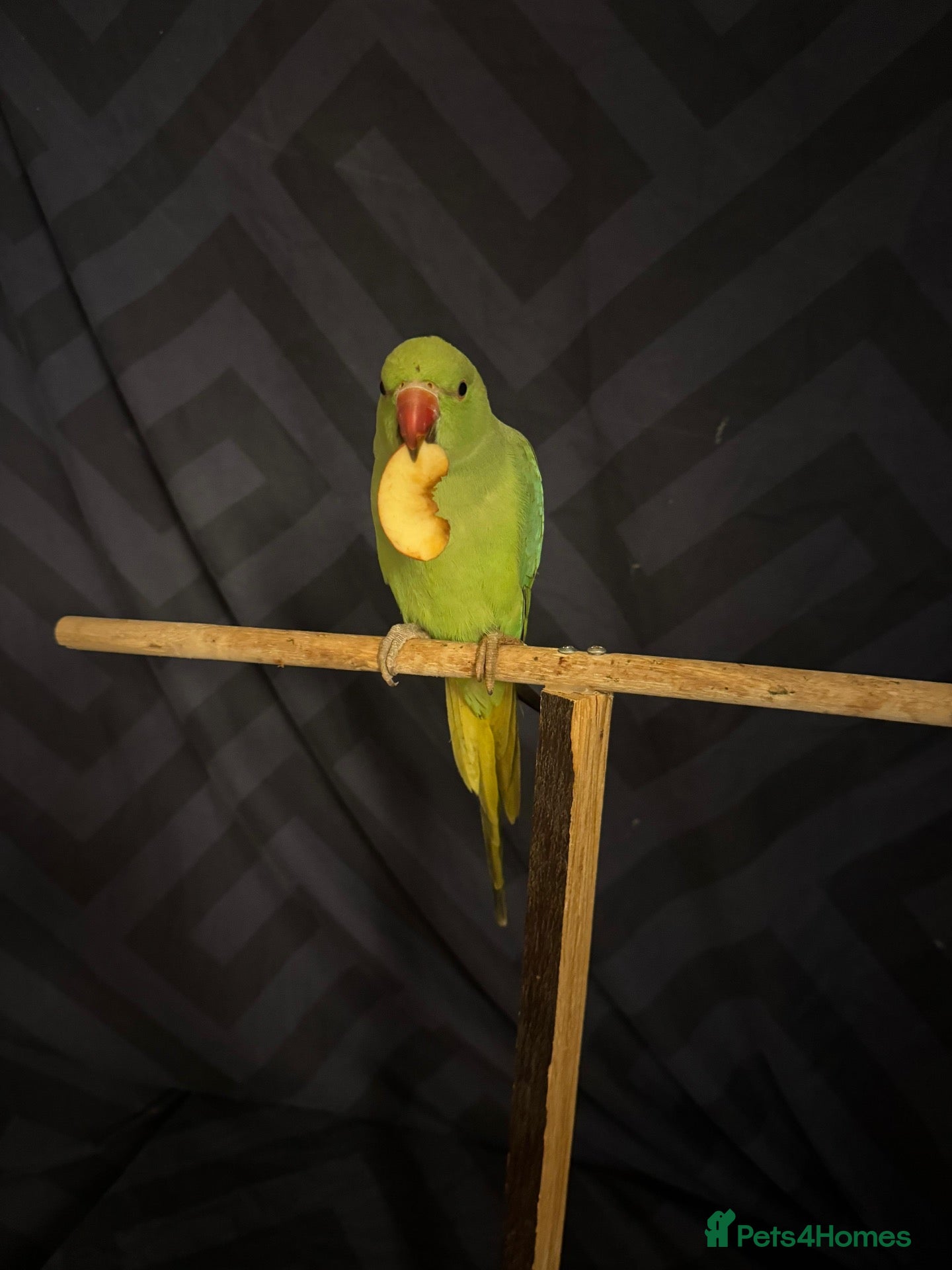 Ringnecks birds Lovely tamed baby indian ringneck - Advert 1