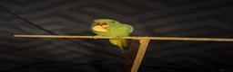 Ringnecks birds for sale: Lovely tamed baby indian ringneck in Wigston - Advert 1