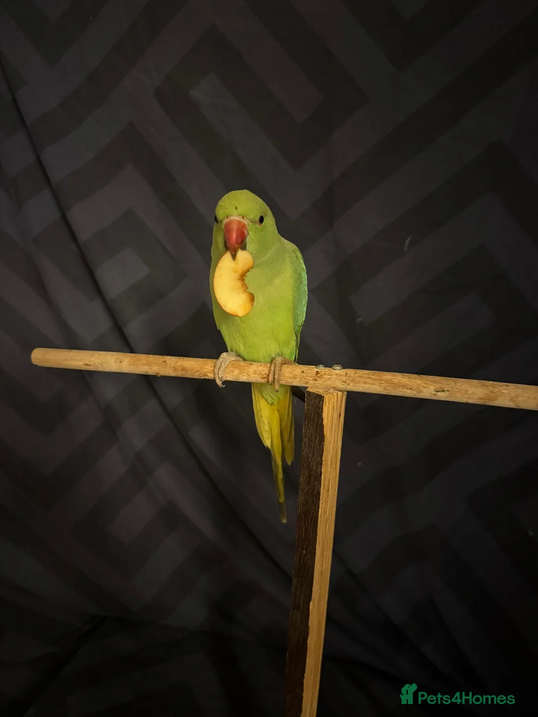 Ringnecks birds for sale: Lovely tamed baby indian ringneck in Wigston - Advert 1