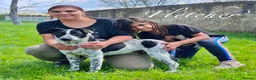 Mixed Breed dogs for adoption: Fletcher, 4 yrs approx. Available for adoption. in Brixham - Advert 1