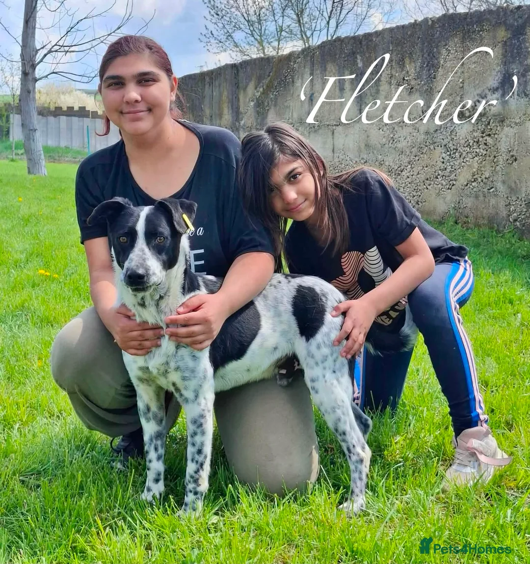 Mixed Breed dogs for adoption: Fletcher, 4 yrs approx. Available for adoption. in Brixham - Advert 1
