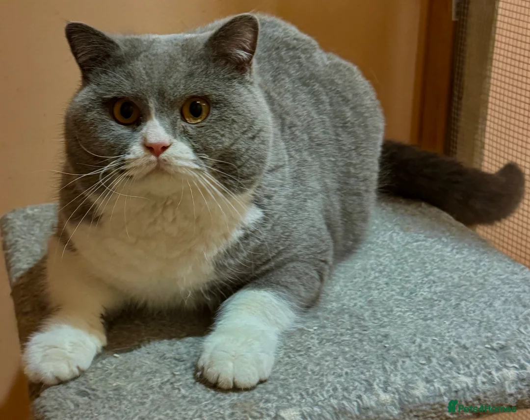 British Shorthair cats for stud: Stunning Pedigree GCCF BSH male for stud!! - Advert 7