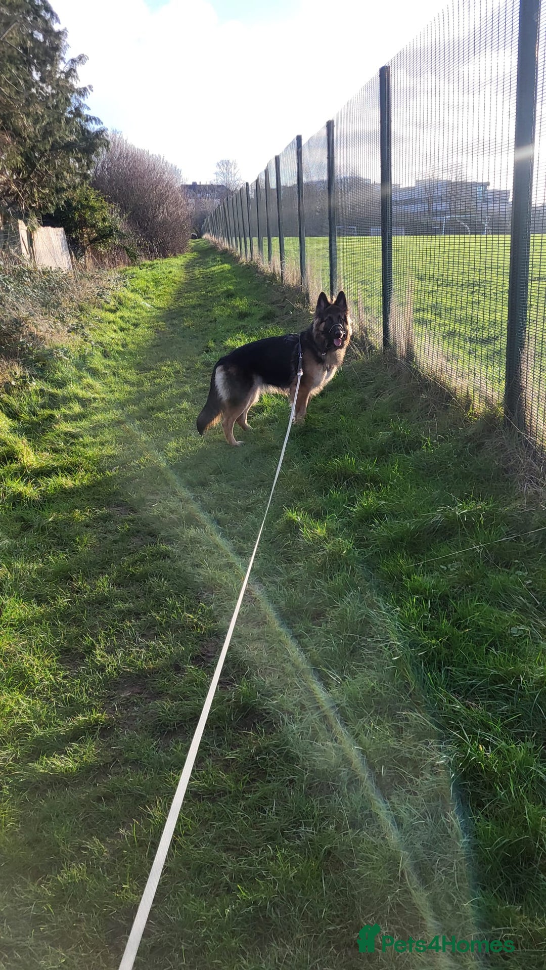 German Shepherd dogs for sale: Beautiful female German shepherd  - Advert 2