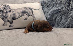 Miniature Dachshund dogs for sale: Adorable little of miniature daschunds  - Image 10