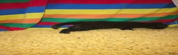 Mixed Breed cats for sale: Female kitten for sale - Advert 4