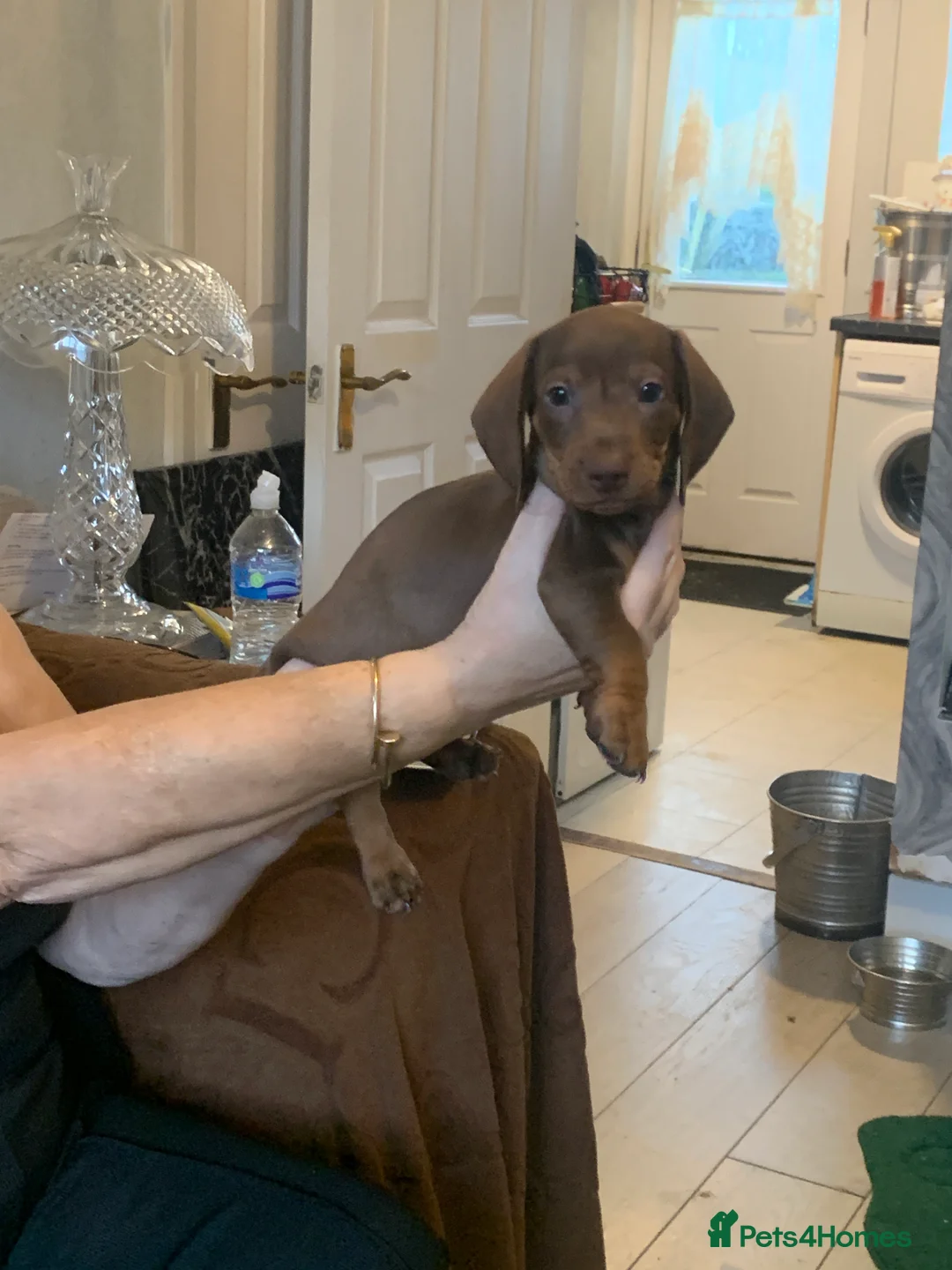 Dachshund dogs for sale: Dachshund puppies  - Advert 9