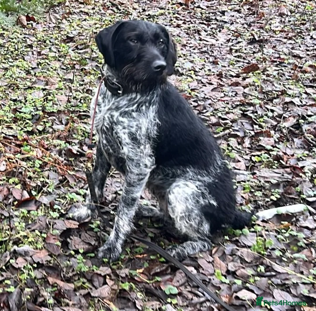 Mixed Breed dogs for sale: Pointer/lab pups - Advert 2