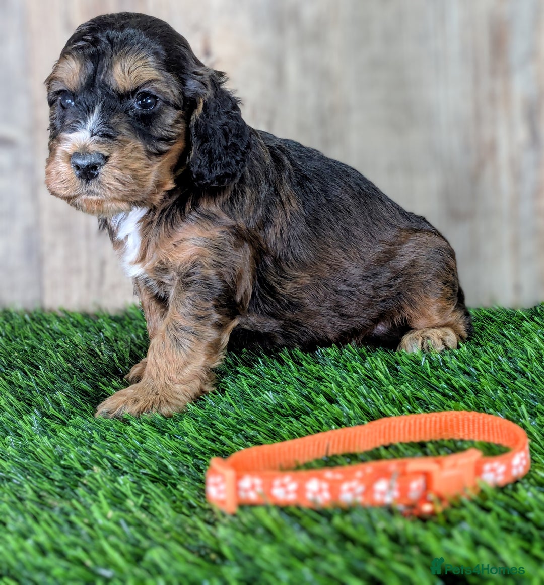 Cockapoo dogs for sale: F1 Cockapoo Puppies: Your Next Furry Friend - Advert 3