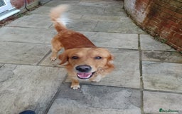 Golden Retriever dogs for stud: Golden Retriver Red/Dark Stud Dog - Image 5