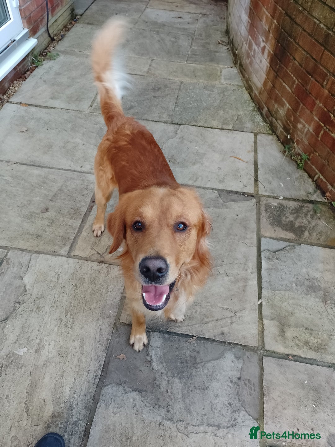 Golden Retriever dogs for stud: Golden Retriver Red/Dark Stud Dog - Image 5