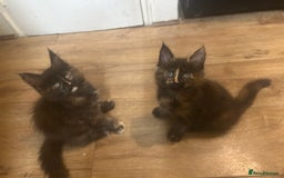 Maine Coon cats for sale: 5 beautiful maine coones  - Image 24