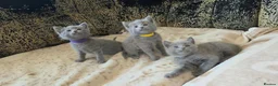 Russian Blue cats for sale: TICA full pedigree RUSSIAN BLUE kittens  - Advert 8