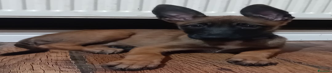 Belgian Shepherd Dog Puppy 4