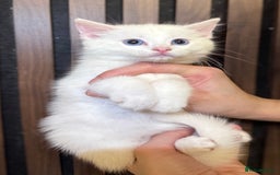 British Shorthair cats for sale: 🎃The Jack Frost Litter–Frost & Pumpkin Whiskers❄️ - Image 14