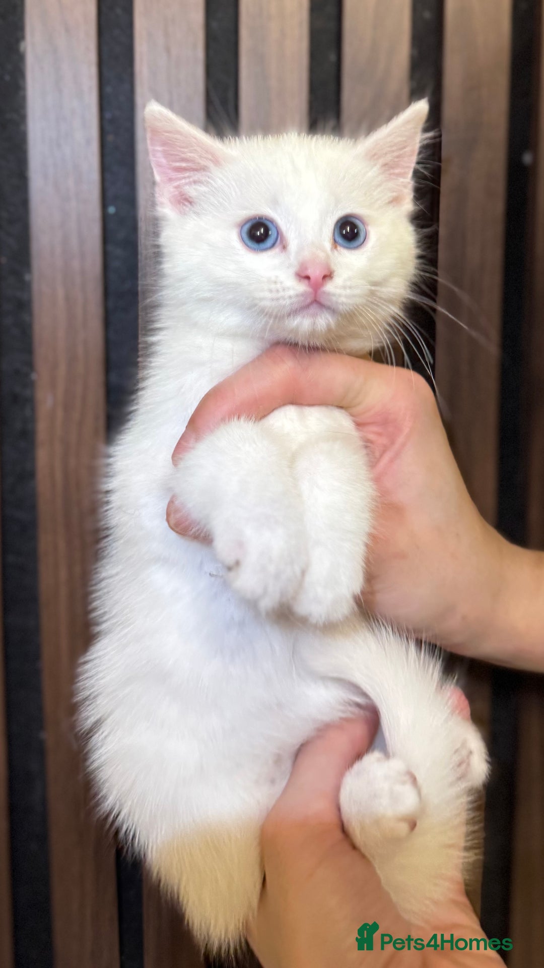 British Shorthair cats for sale: 🎃The Jack Frost Litter–Frost & Pumpkin Whiskers❄️ - Image 14