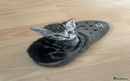 Domestic Shorthair cats for sale: 5-week-kittens - ready to leave at 8 weeks old  - Image 6