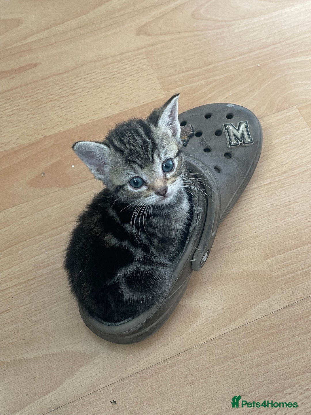 Domestic Shorthair cats for sale: 5-week-kittens - ready to leave at 8 weeks old  - Image 6