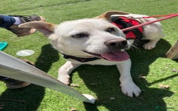 Mixed Breed dogs for adoption: Meet Bear, currently residing in Cheshire  - Image 7