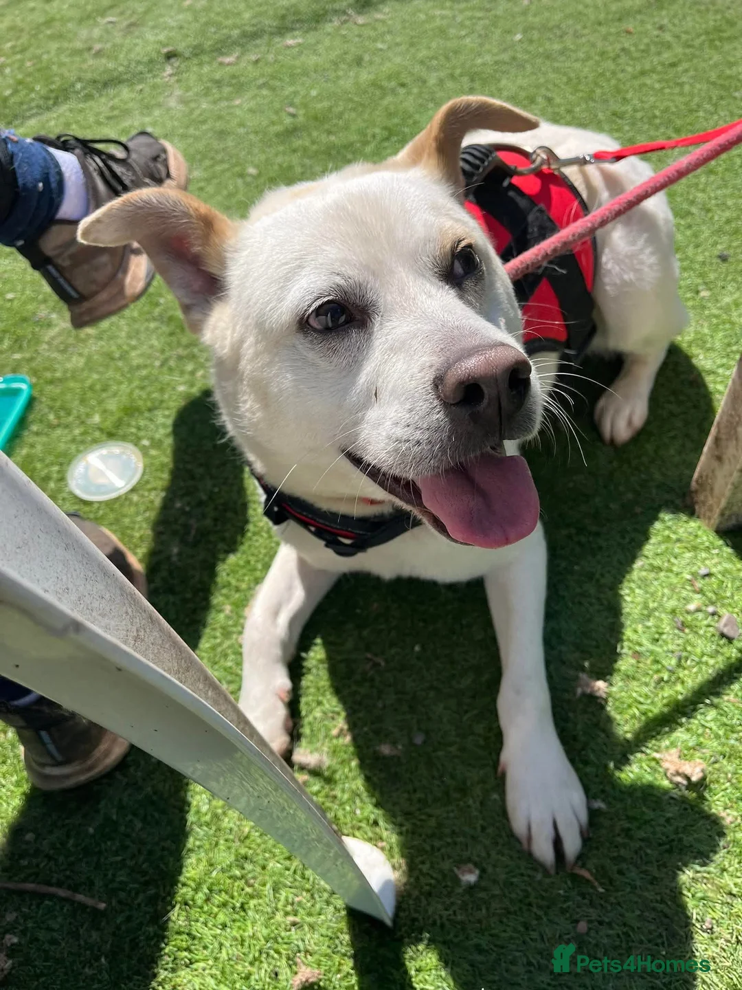 Mixed Breed dogs for adoption: Meet Bear, currently residing in Cheshire  - Advert 7