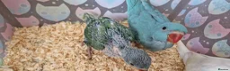 Parrots birds for sale: Indian ringnecks for sale READY TO GO - Advert 12