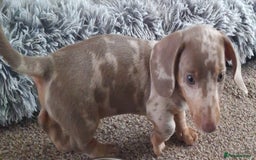 Miniature Dachshund dogs for sale: Adorable KC registered mini dachsund pups - Image 25