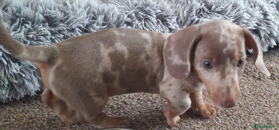 Miniature Dachshund dogs for sale: Adorable KC registered mini dachsund pups - Image 25