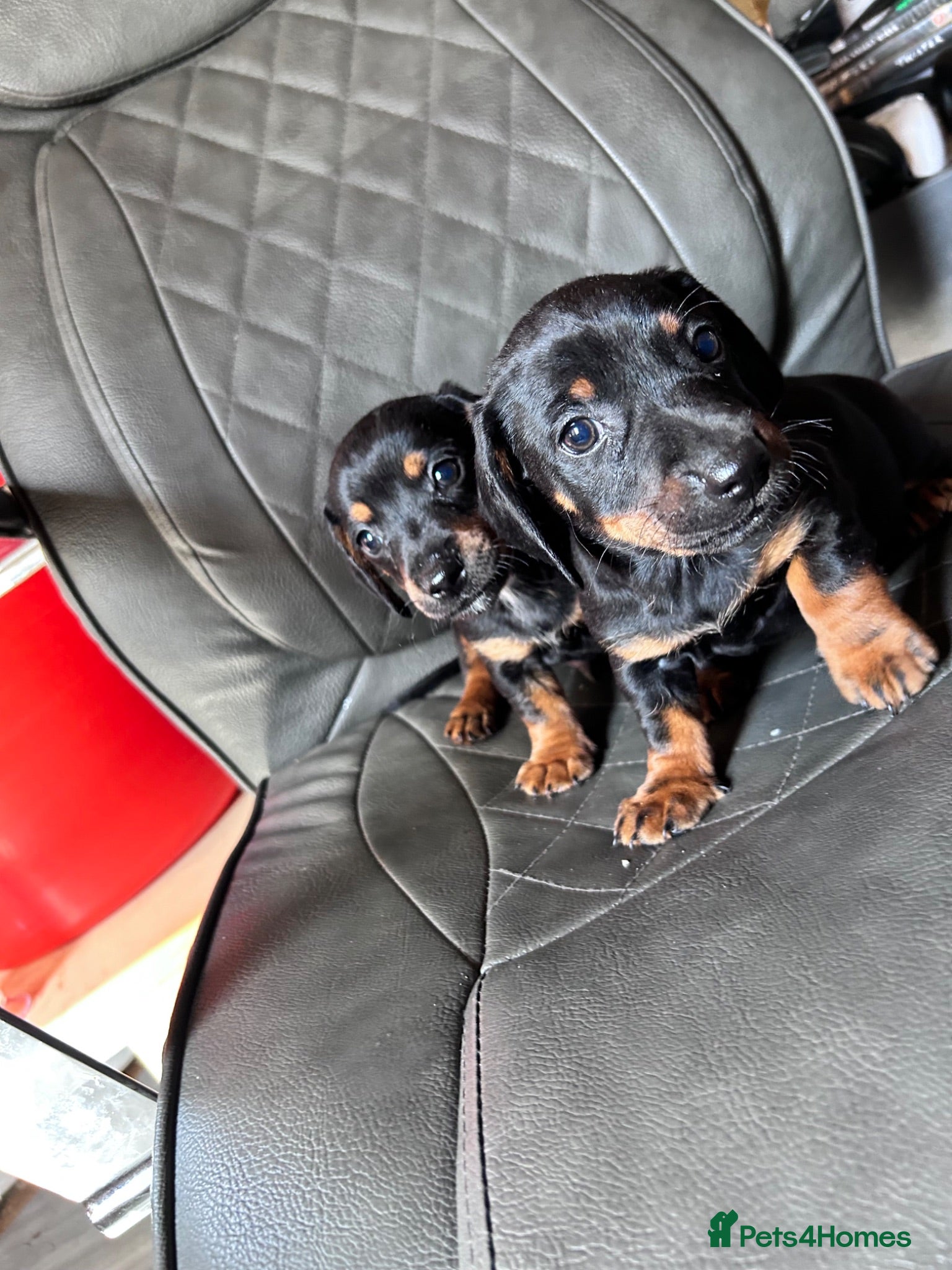 Jackshund dogs Jackhund puppies  - Advert 4