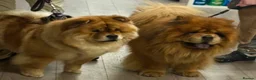 Chow Chow dogs for sale: Chow chow puppies  - Advert 7