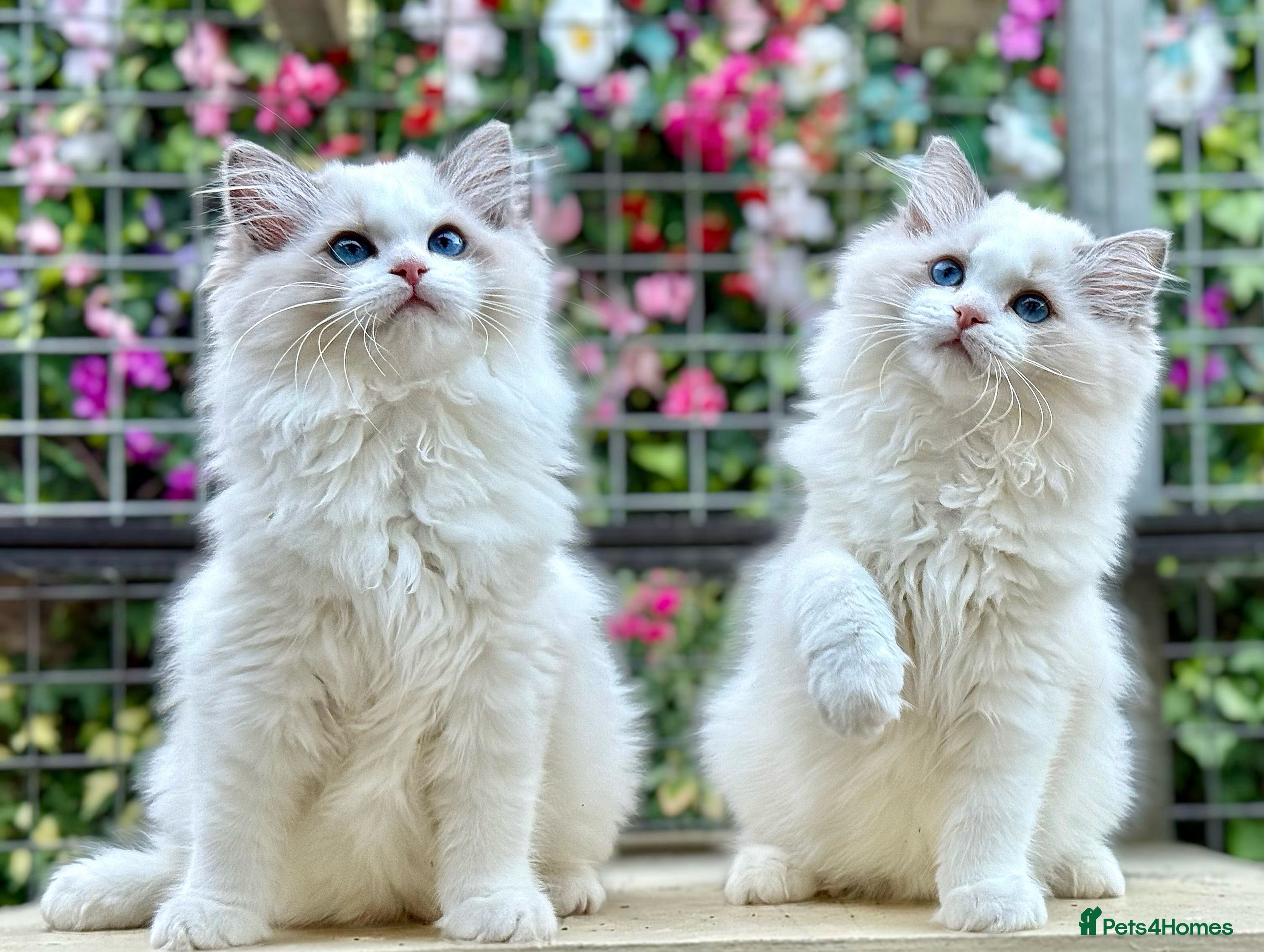 Ragdoll cats Elegant & stunning kittens  - Advert 2
