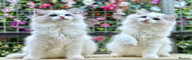 Ragdoll 1