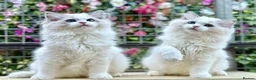Ragdoll cats for sale: Elegant & stunning kittens  - Advert 2