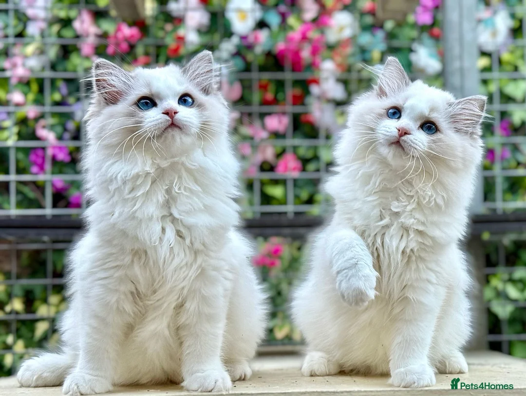 Ragdoll cats for sale: Elegant & stunning kittens  - Advert 2