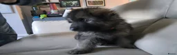 German Shepherd dogs for sale:  Pedigree German Shepherd pups straight backed - Advert 10