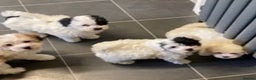 Maltese dogs for stud: Gorgeous Experienced Maltese Stud Dog in Coventry - Advert 10