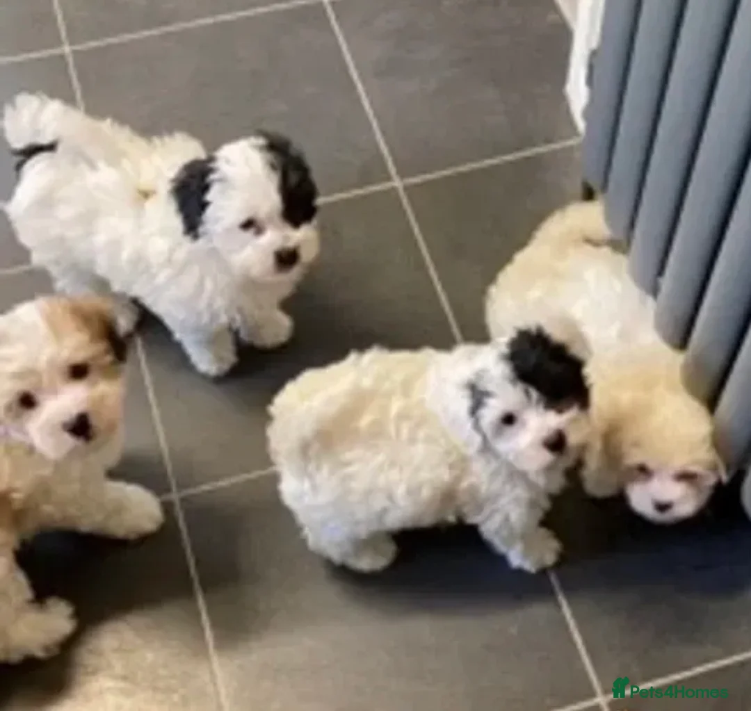 Maltese dogs for stud: Gorgeous Experienced Maltese Stud Dog in Coventry - Advert 10