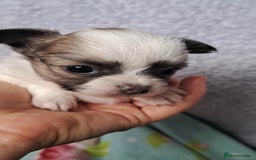 Chihuahua dogs for sale: Long Coat Chihuahua puppies - Image 23