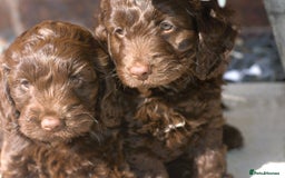 Cockapoo dogs for sale: X3 Chunky Cockapoo Puppies-Ready now!  - Image 6