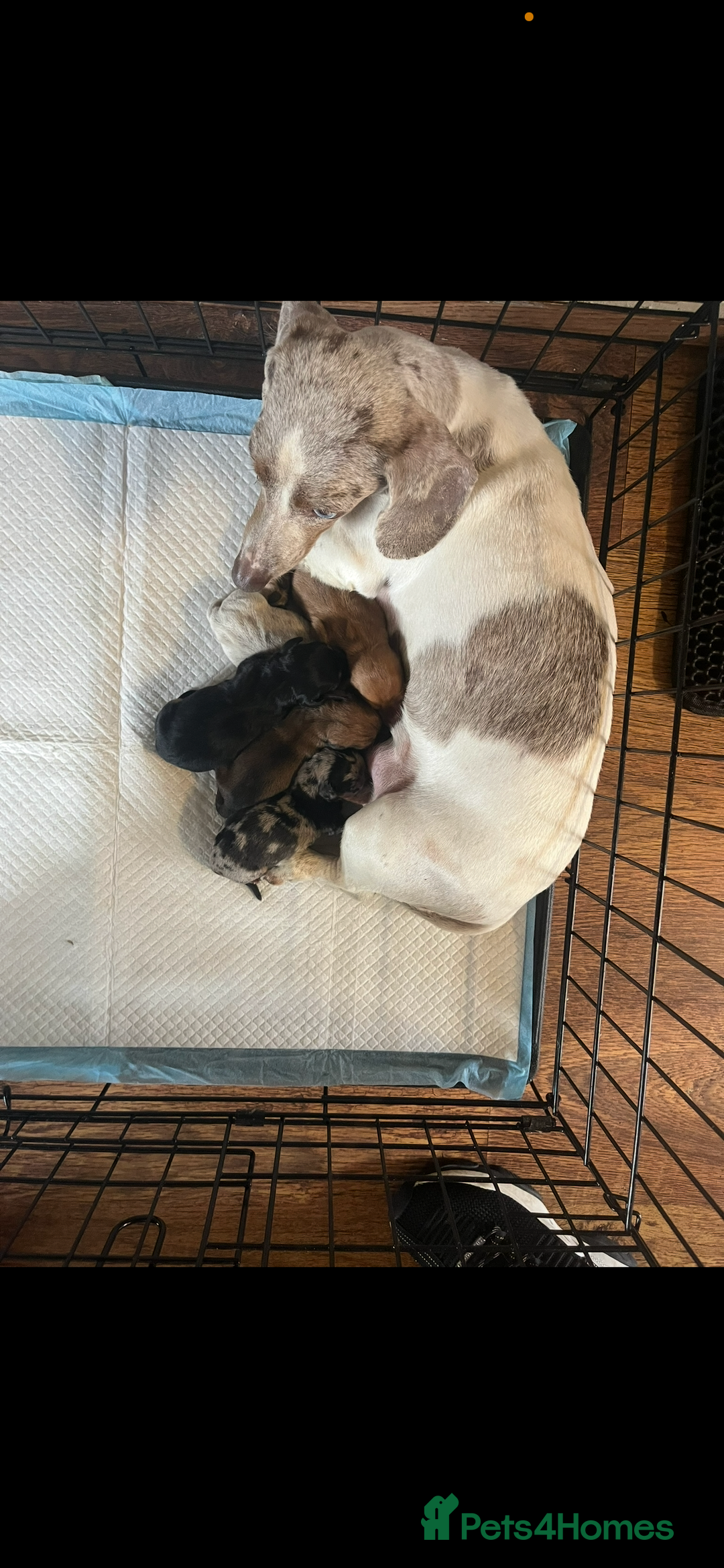 Miniature Dachshund dogs for sale: Miniature dachshund puppies - Image 2