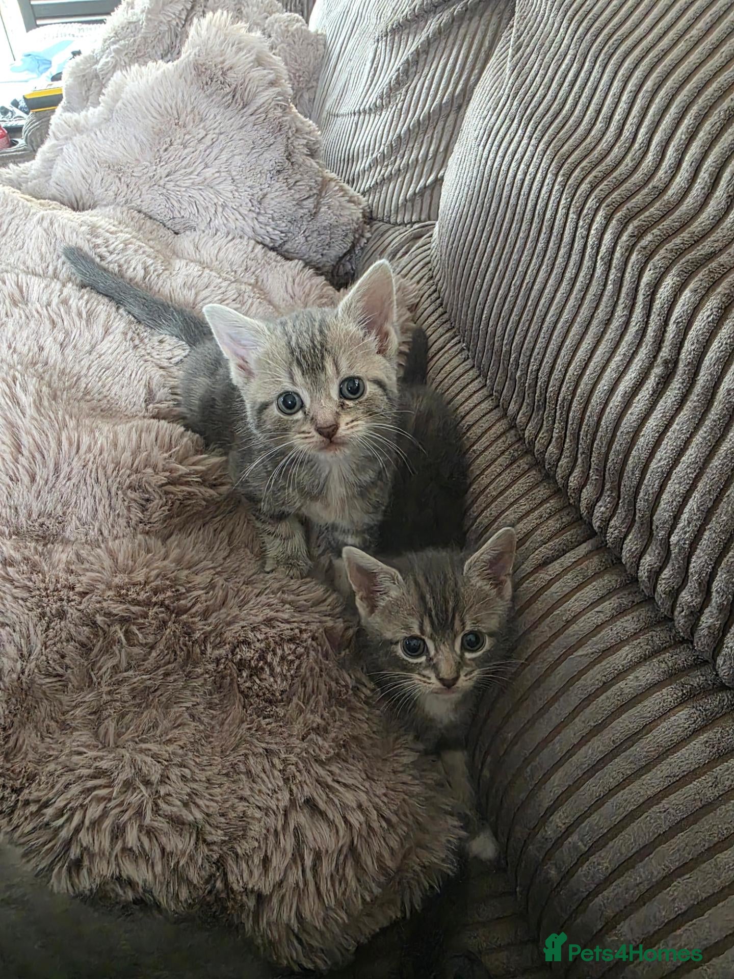 Mixed Breed cats 4 beautiful kittens  - Advert 1