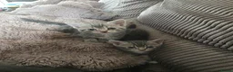 Mixed Breed cats for sale: 4 beautiful kittens  in Huntingdon - Advert 1