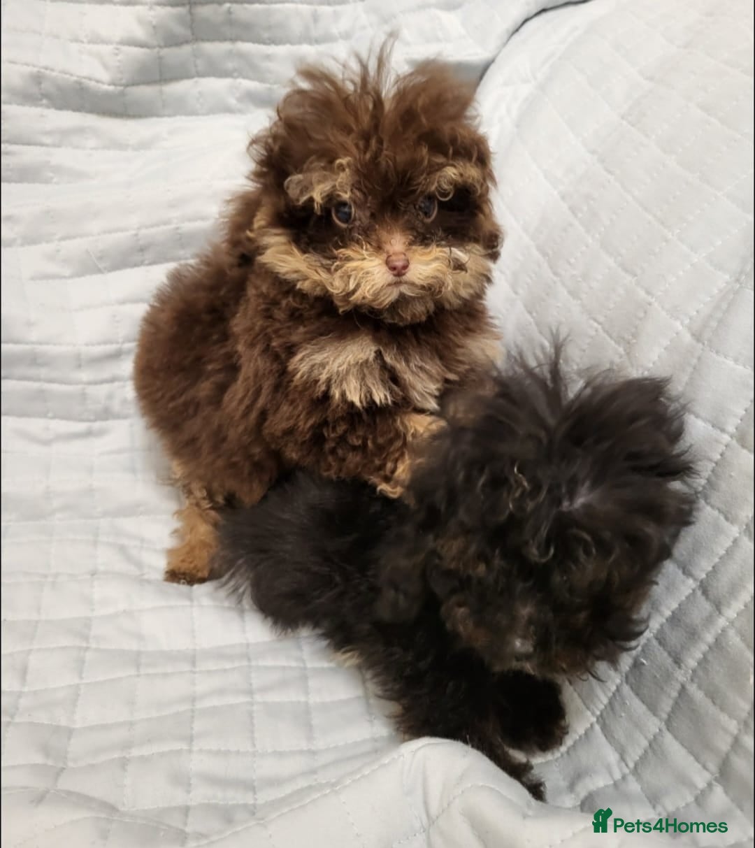 Toy Poodle dogs for sale: Small toy poodles  - Advert 9