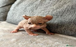 Sphynx cats for sale: Gorgeous pedigree sphynx - Image 9